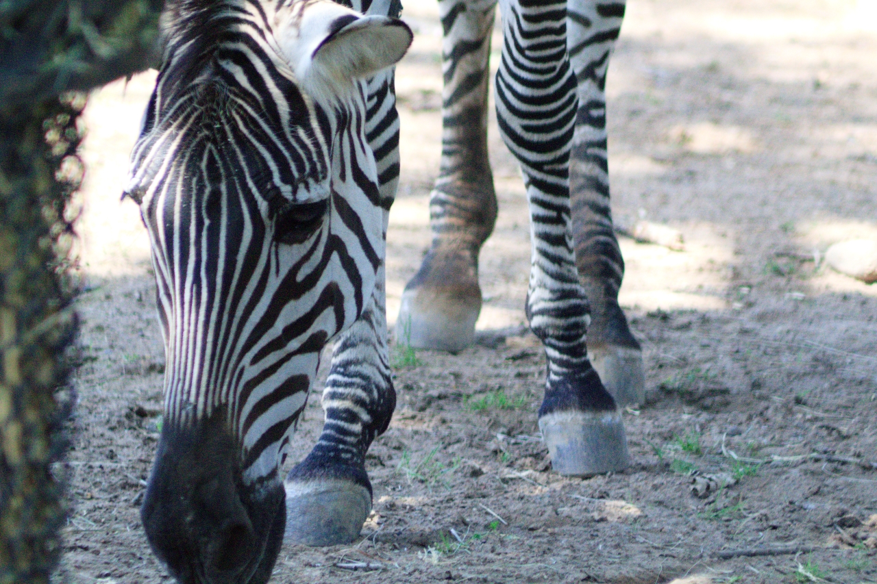 Zoos A Photo Book and Guide Zebras Zoos A Photo Book and Guide