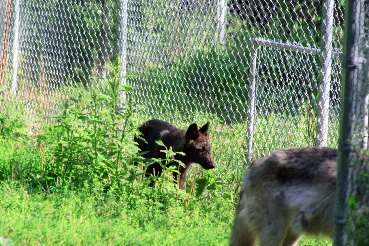 Zoos A Photo Book and Guide Wolves Zoos A Photo Book and Guide