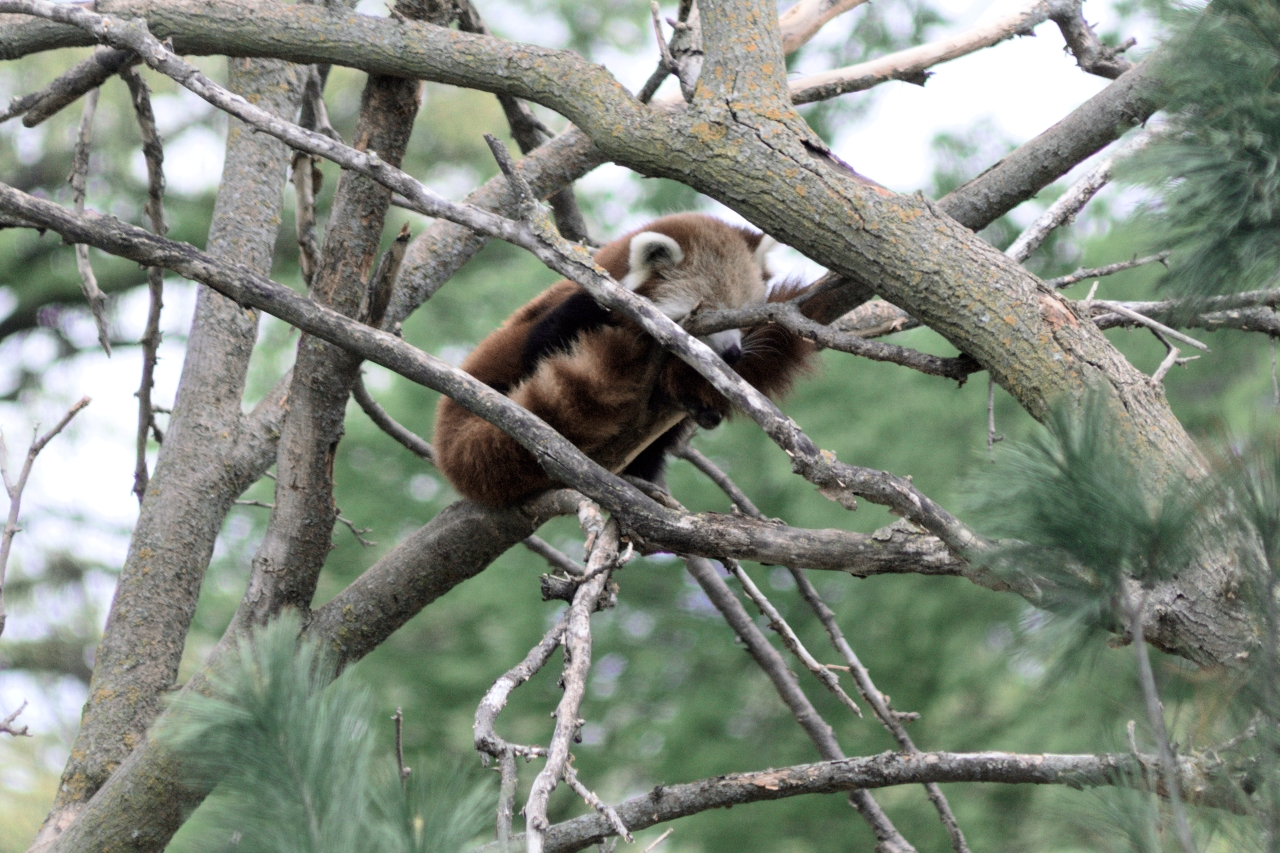 Zoos A Photo Book and Guide Red Pandas Zoos A Photo Book and Guide