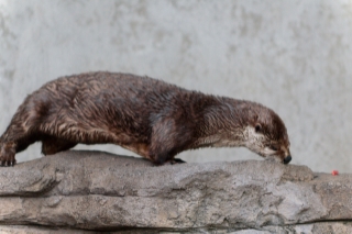 An Otter from Blank Park Zoo in Des Moines, IA