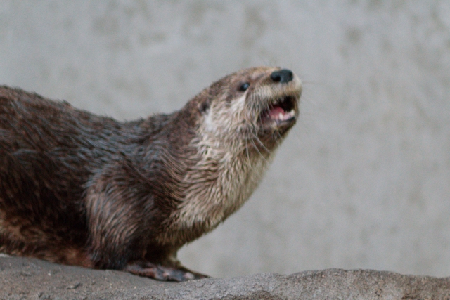 An otter from Blank Park Zoo in Des Moines, IA