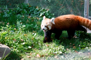 A Red Panda at Blank Park Zoo in Des Moines, IA