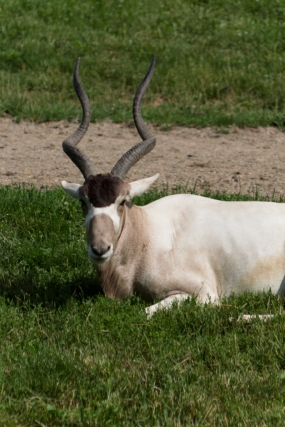 An addax from Blank Park Zoo