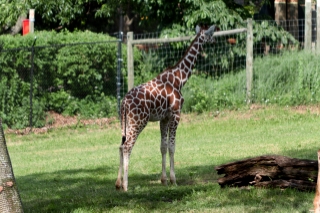 A Giraffe from Blank Park Zoo in Des Moines, IA