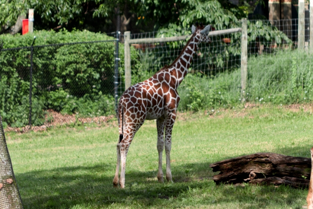 A Giraffe from Blank Park Zoo in Des Moines, IA