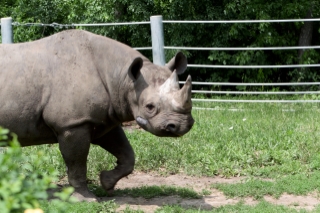 A Rhino from Great Plains Zoo in Sioux Falls, SD