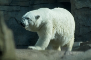 A Polar Bear from Kansas City Zoo