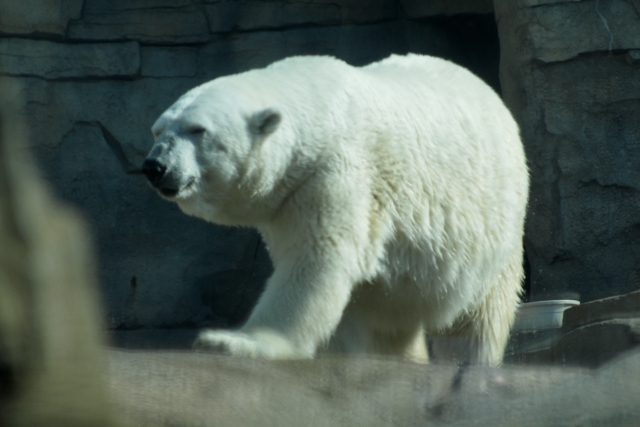 A Polar Bear from Kansas City Zoo