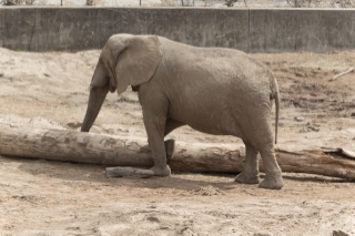 African Elephant at the Kansas City Zoo
