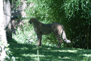 A Cheetah from the Saint Louis Zoo