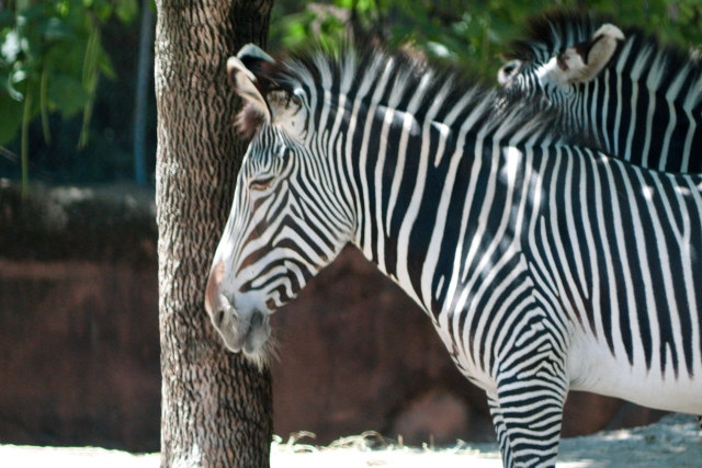 A zebra from Saint Louis Zoo