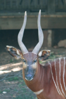 A bongo from Dickerson Park Zoo