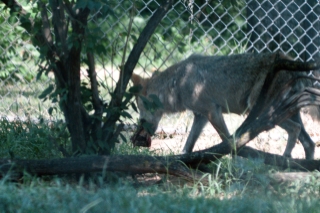 A Mexican Wolf from Dickerson Park Zoo - Springfield MO
