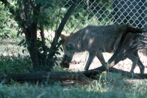 A Mexican Wolf from Dickerson Park Zoo - Springfield MO