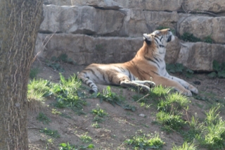 A tiger from Henry Doorly Zoo in Omaha, NE